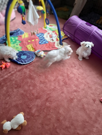 3-9-25 11.12 uur Graham Giana Giovanni